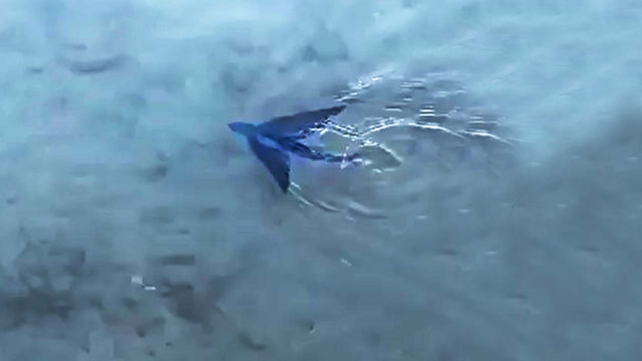 Muğla'da kıyıya yakın alanda uçan balık görüldü