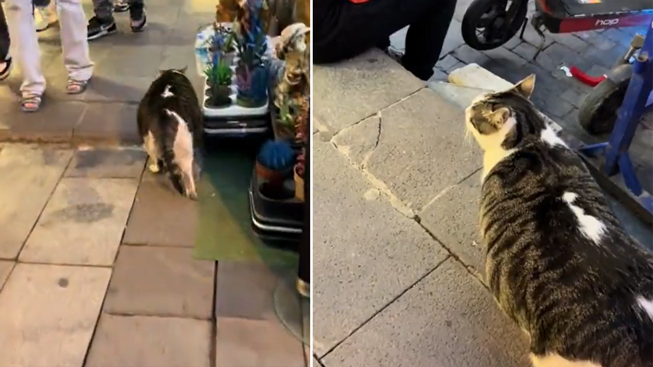 Maskot haline gelmişti! Beşiktaş’ın obez kedisi kalp krizinden hayatını kaybetti