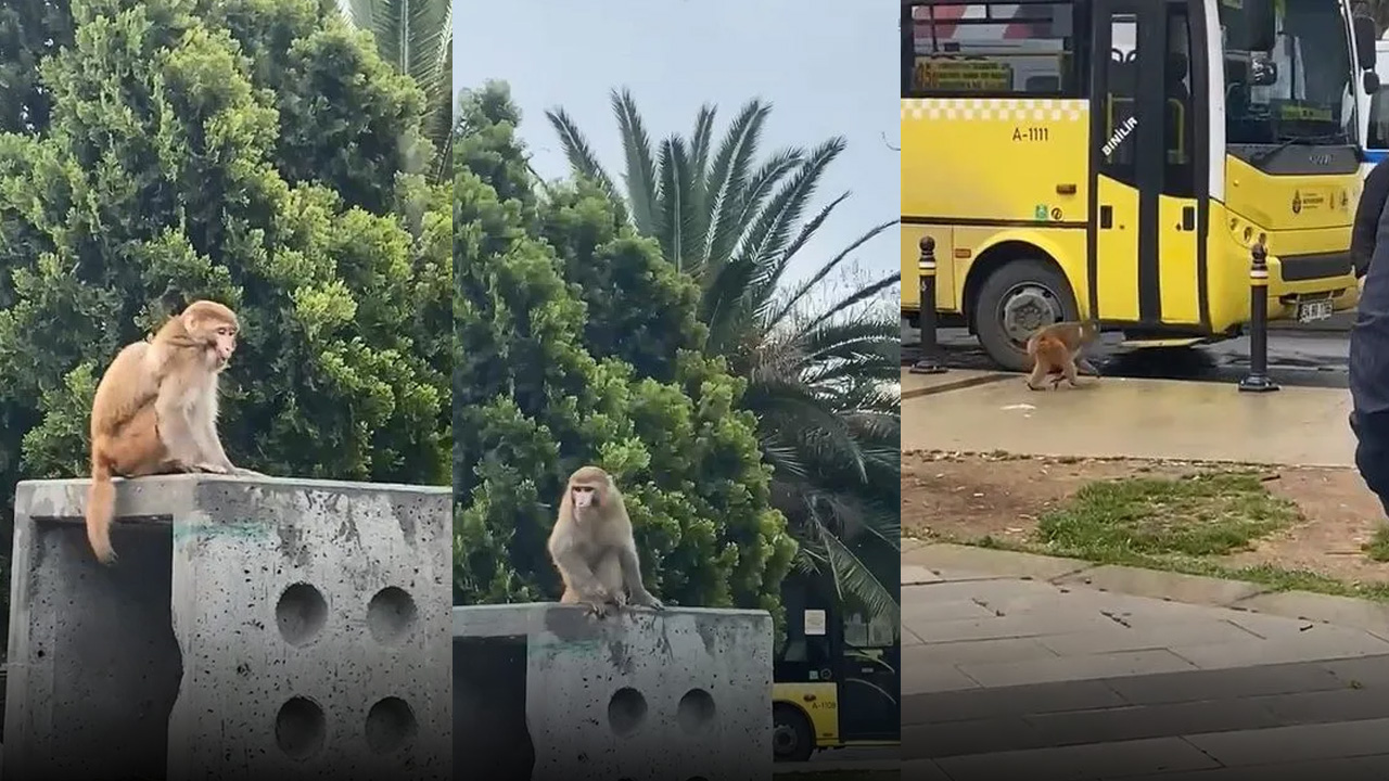 İstanbul'un göbeğinde maymun şaşkınlığı! Görenler gözlerine inanamadı