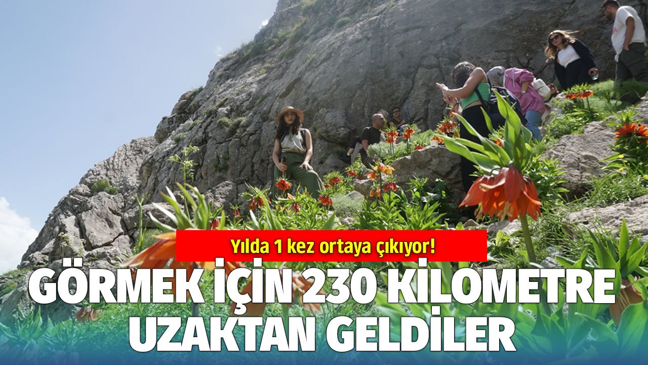 20 günlük ömrü olan çiçeği görmek için Mardin'den gelip, dağda 7 kilometre yürüdüler