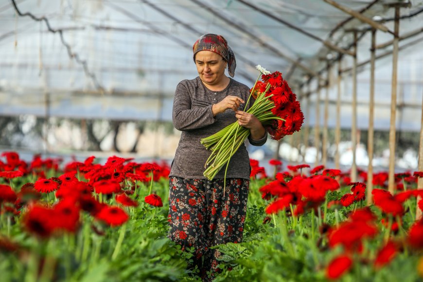 Süs bitkileri ihracatının yüzde 45,6'sı Antalya'dan