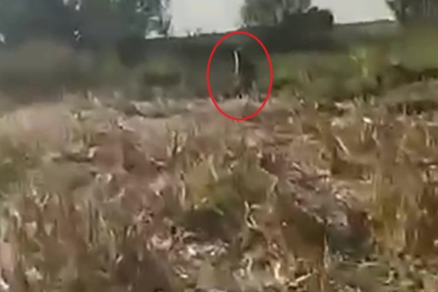 IĞDIR Mısır tarlasına zarar veren ayıyı kovaladı