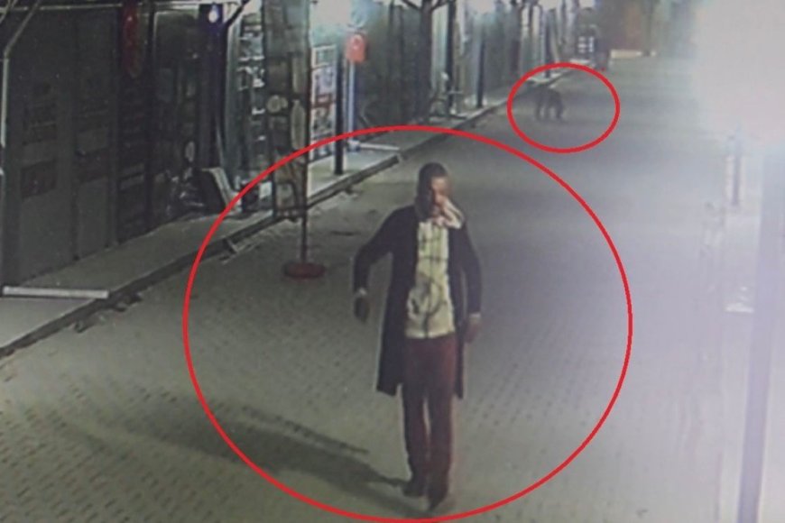Kedileri sokak köpeklerine parçalattığı iddia edilen şüpheli yakalandı